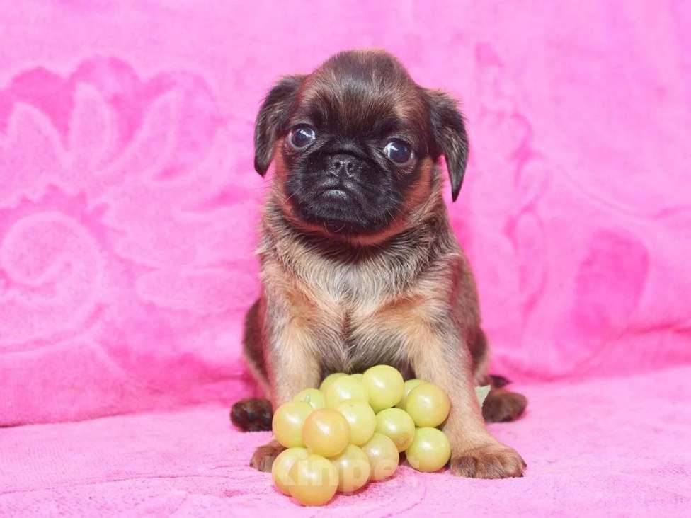 Собаки в Санкт-Петербурге: Очаровашка Девочка, 80 000 руб. - фото 2