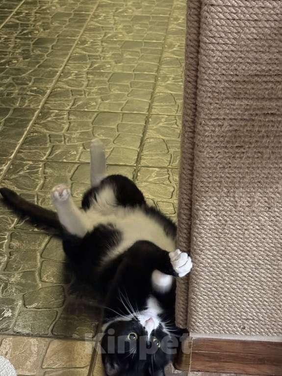 Кошки в Пушкино: отдадим кошечку в добрые руки Девочка, Бесплатно - фото 2