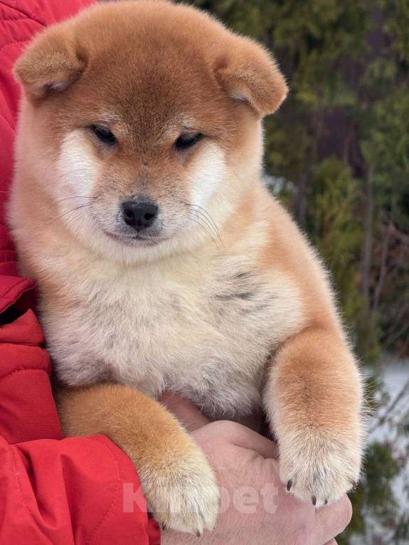 Собаки в Москве: Сиба-ину мальчик Мальчик, 50 000 руб. - фото 1