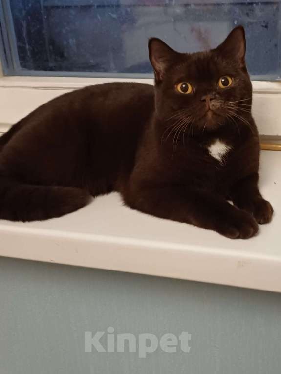 Кошки в Подольске: Британская кошка Девочка, Бесплатно - фото 2