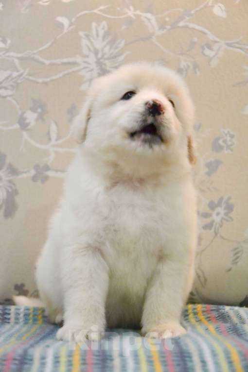 Собаки в Москве: Белая Швейцарская Овчарка щенок  Мальчик, 5 000 руб. - фото 10