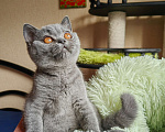 Кошки в Санкт-Петербурге: Британский котенок Девочка, 55 000 руб. - фото 2