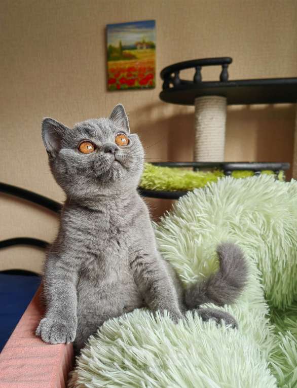 Кошки в Санкт-Петербурге: Британский котенок Девочка, 55 000 руб. - фото 2