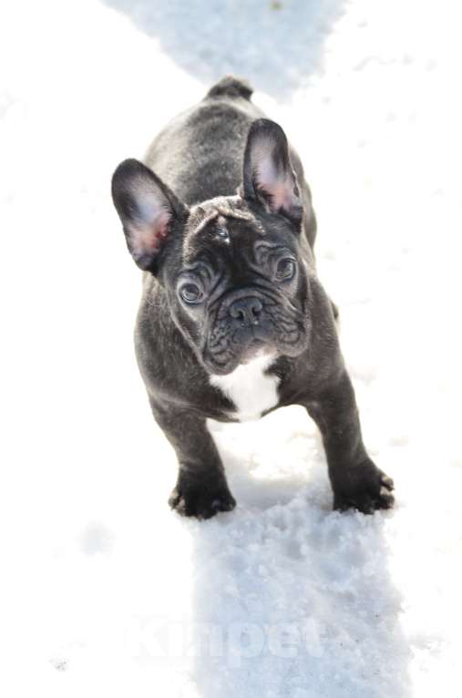 Собаки в Старом Купавне: Малышка Кнопа Девочка, 50 000 руб. - фото 6