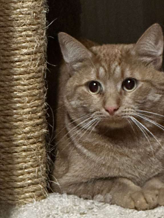 Кошки в Москве: Потерялся кот Мальчик, 10 000 руб. - фото 2