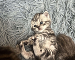 Кошки в Чебоксарах: Котята  Девочка, 4 500 руб. - фото 10