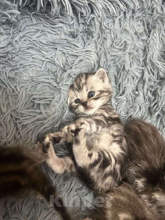 Кошки в Чебоксарах: Котята  Девочка, 4 500 руб. - фото 10