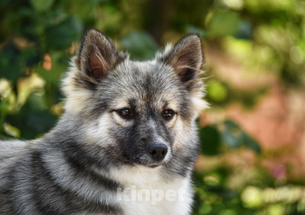 Собаки в Москве: Ненецкая оленегонная лайка. Сука Чинар. Девочка, 60 000 руб. - фото 6