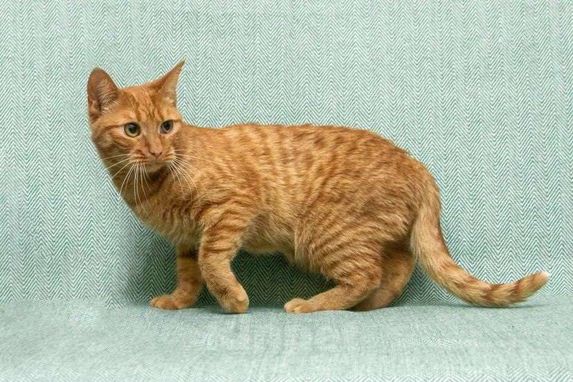 Кошки в Люберцах: яркая и солнечная девчонка - Ириска Девочка, Бесплатно - фото 5