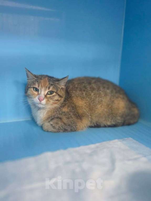 Кошки в Москве: Ласковую трехцветную кошечку выпустят на улицу через 4 дня 🆘️ Срочный поиск дома! Девочка, Бесплатно - фото 2