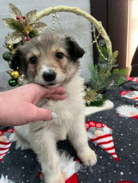 Собаки в Москве: Чудесная малышка Снежа ищет дом. В добрые руки. Девочка, Бесплатно - фото 7