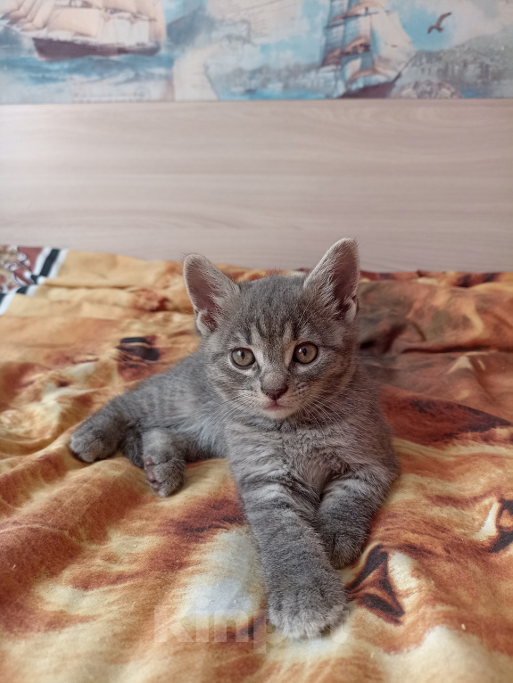 Кошки в Краснодаре: Котята в добрые руки Мальчик, Бесплатно - фото 9