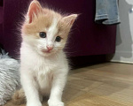 Кошки в Москве: Котенок даром в добрые руки. Девочка, Бесплатно - фото 7