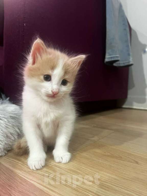 Кошки в Москве: Котенок даром в добрые руки. Девочка, Бесплатно - фото 7