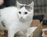 Кошки в Санкт-Петербурге: Ласковый игривый малышок Мальчик, Бесплатно - фото 1