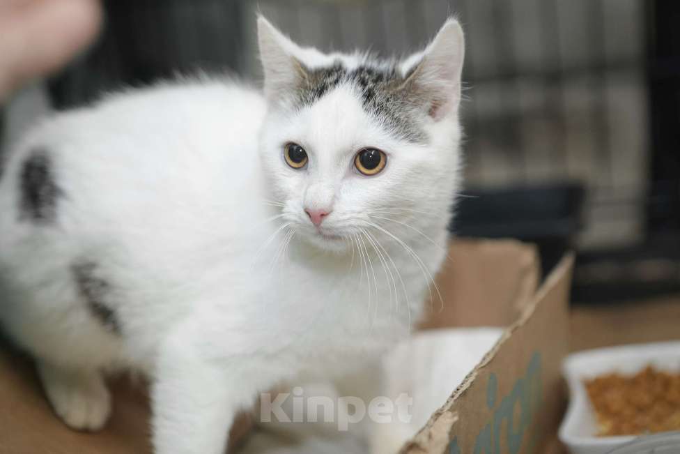 Кошки в Санкт-Петербурге: Ласковый игривый малышок Мальчик, Бесплатно - фото 1