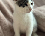 Кошки в Ореховом-Зуево: Котенок в добрые руки Мальчик, Бесплатно - фото 4