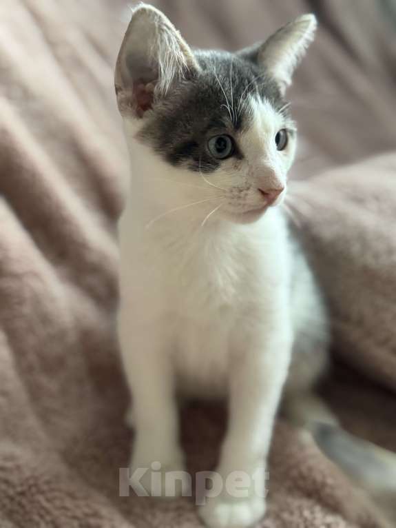 Кошки в Ореховом-Зуево: Котенок в добрые руки Мальчик, Бесплатно - фото 4