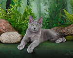 Кошки в Санкт-Петербурге: Русские голубые котята Мальчик, 30 000 руб. - фото 2