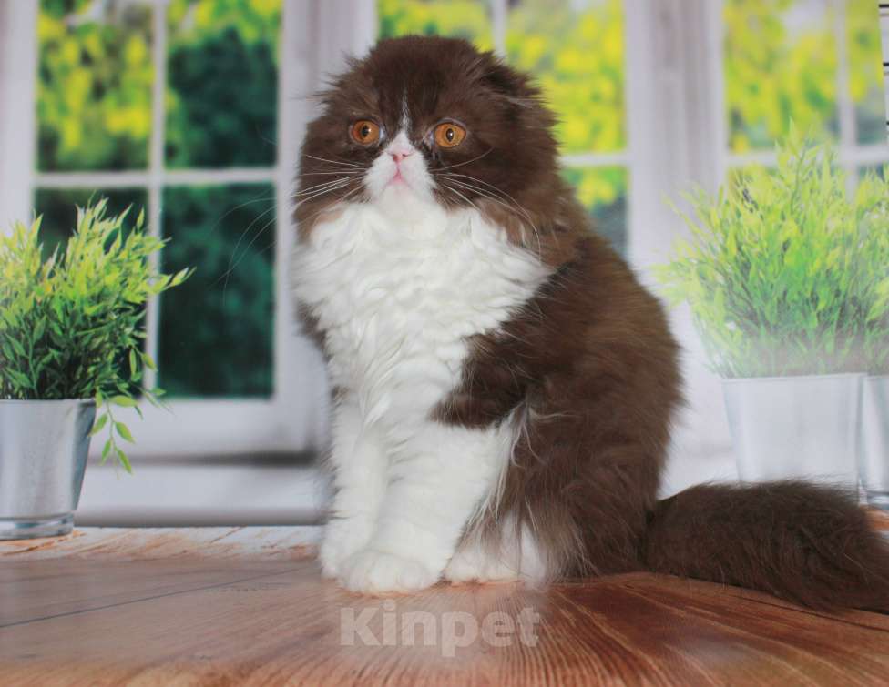 Кошки в Санкт-Петербурге: Шотландская вислоухая шоколадная Девочка, 35 000 руб. - фото 6