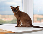 Кошки в Москве: Бурма - котята из питомника Мальчик, 90 000 руб. - фото 7