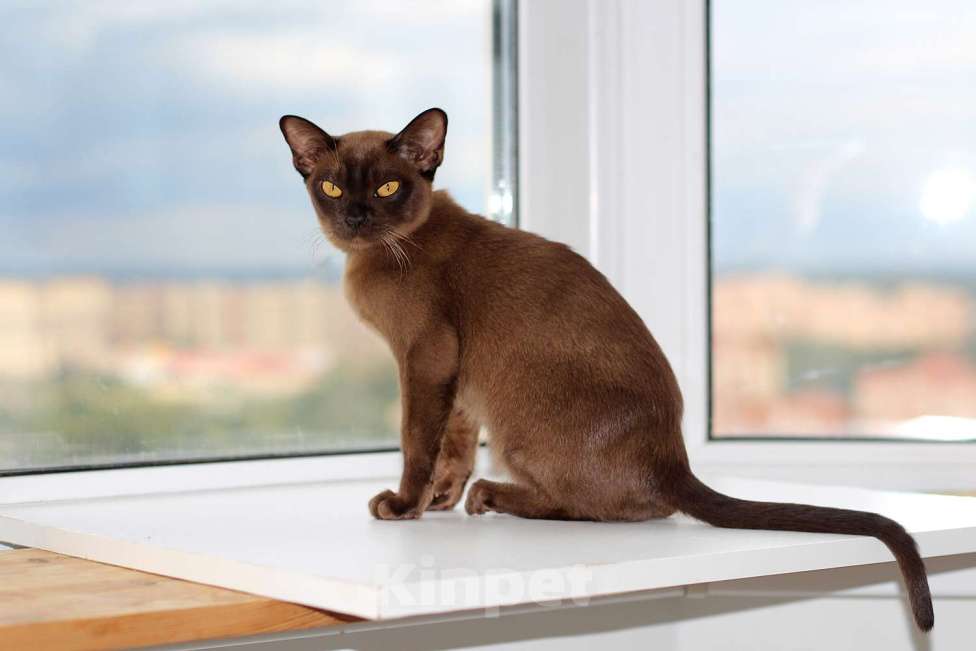 Кошки в Москве: Бурма - котята из питомника Мальчик, 90 000 руб. - фото 7