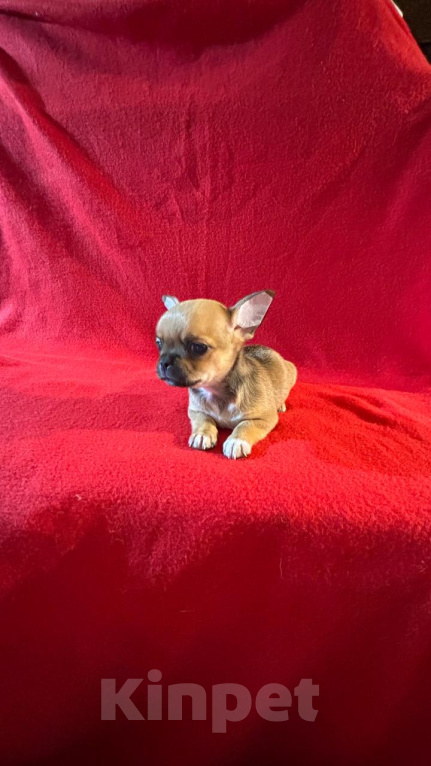 Собаки в других городах Краснодарского края: Мини малыши чихуа Разнополые, 25 000 руб. - фото 8