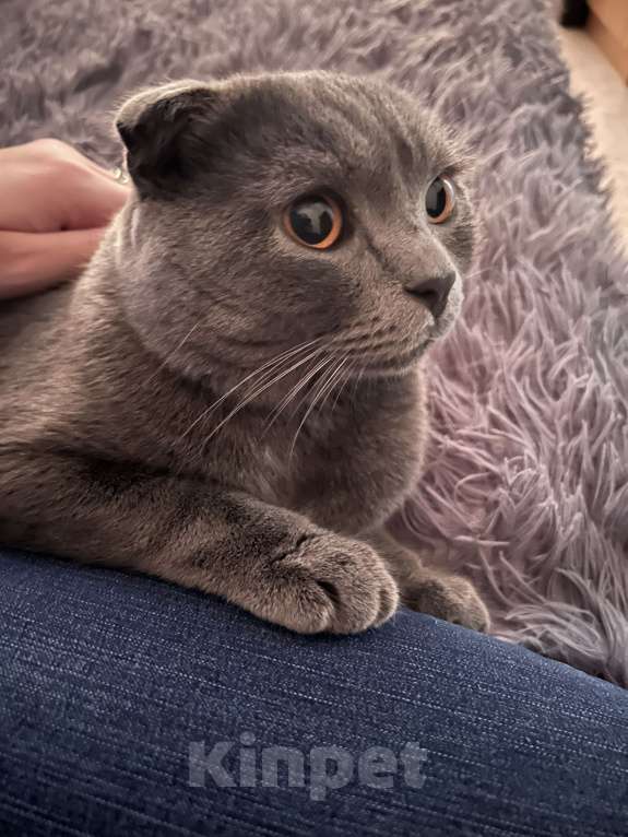 Кошки в Красноярске: Пропал кот  Мальчик, Бесплатно - фото 4