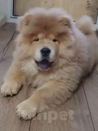 Собаки в Екатеринбурге: Щенок чау чау Мальчик, Бесплатно - фото 2