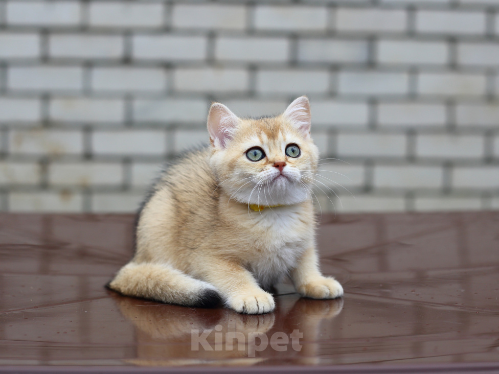 Кошки в Нерехте: Британский короткошёрстный котёнок Девочка, 40 000 руб. - фото 1