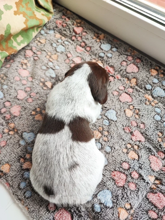 Собаки в Твери: Щенки курцхаара Девочка, 20 руб. - фото 6