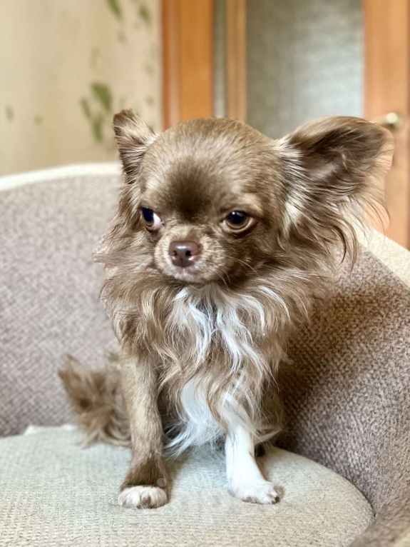 Собаки в Новосибирске: Подрощенный кобель Чихуахуа  Мальчик, 25 000 руб. - фото 2