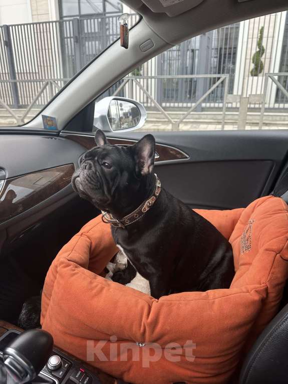 Собаки в Краснодаре: Вязка Тайсон  Мальчик, Бесплатно - фото 6