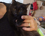 Кошки в Москве: Черный котенок Гоша в добрые руки Мальчик, 100 руб. - фото 4