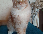 Кошки в Оленегорске: Мейн-кун кот, 25 000 руб. - фото 1