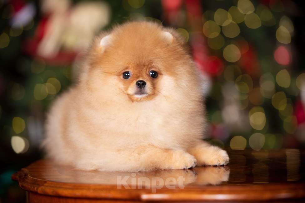 Собаки в Сосновом Бору: Мальчик померанский шпиц РКФ Мальчик, 130 000 руб. - фото 3