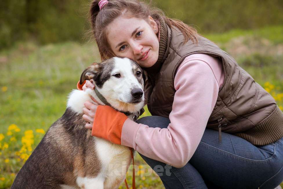 Собаки в Москве: Ласковая девочка в добрые руки. Собака из приюта ищет дом Девочка, Бесплатно - фото 7