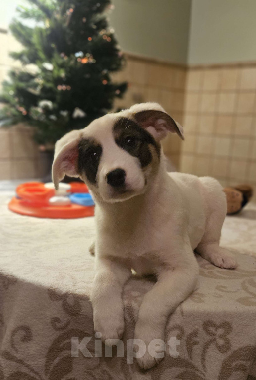 Собаки в Москве: В поисках дома Девочка, Бесплатно - фото 9