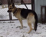 Собаки в Москве: Восточноевропейская овчарка, мальчики Мальчик, 20 000 руб. - фото 7
