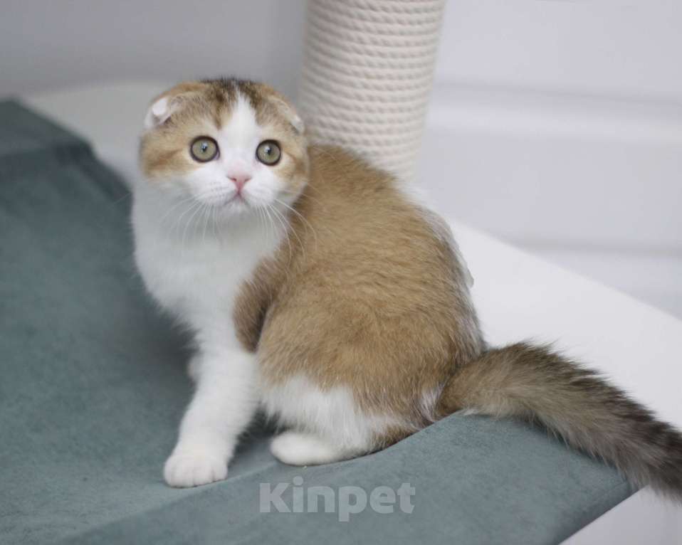 Кошки в Москве: Гумихо Девочка, 30 000 руб. - фото 2