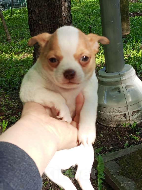 Собаки в Москве: Чухуахуа Мальчик, 20 000 руб. - фото 2