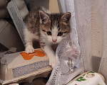 Кошки в Самаре: Котята в добрые руки Разнополые, Бесплатно - фото 3