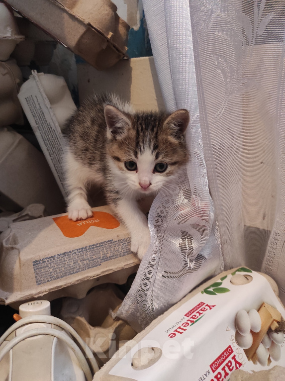 Кошки в Самаре: Котята в добрые руки Разнополые, Бесплатно - фото 3