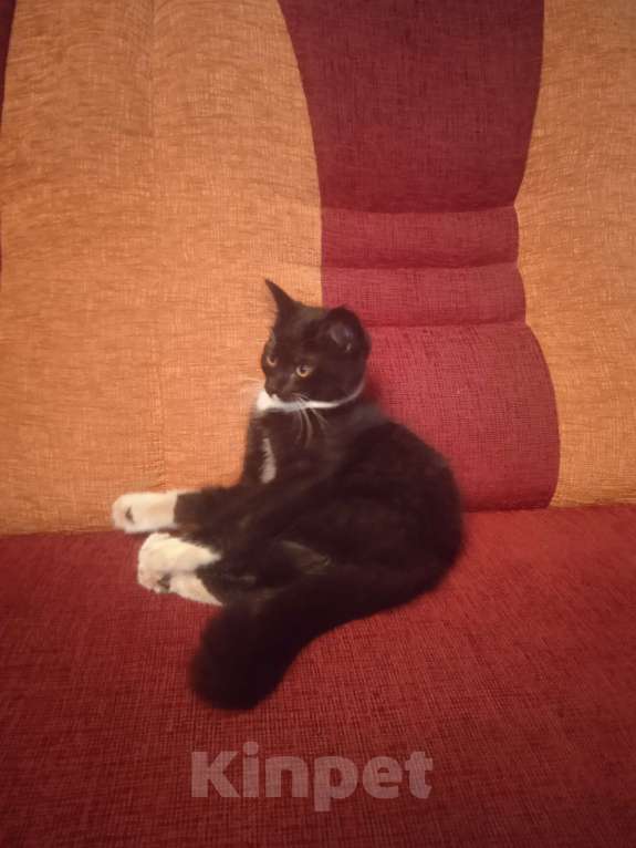 Кошки в Курске: В добрые руки котят Девочка, 1 руб. - фото 4