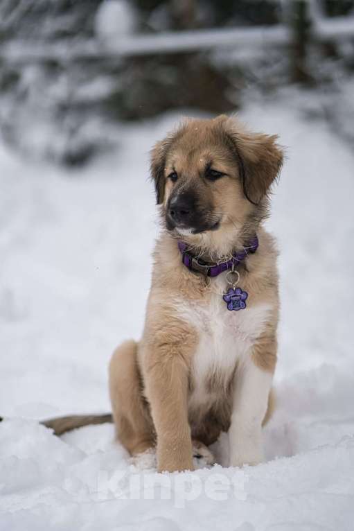 Собаки в Красногорске: Малышка Бель 3,5 месяца в добрые руки Девочка, Бесплатно - фото 2