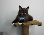 Кошки в Севастополе: Котята Мейн-кун Мальчик, 25 000 руб. - фото 4