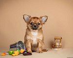 Собаки в Сергиеве Посаде: Сладкий Апельсин  Мальчик, 50 000 руб. - фото 3