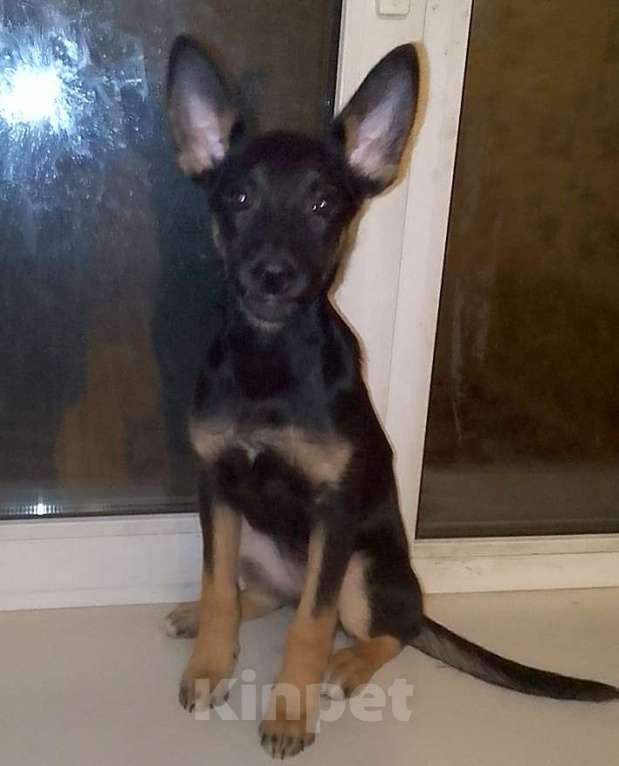 Собаки в Москве: Восточноевропейская овчарка щенок суки Девочка, 10 000 руб. - фото 5