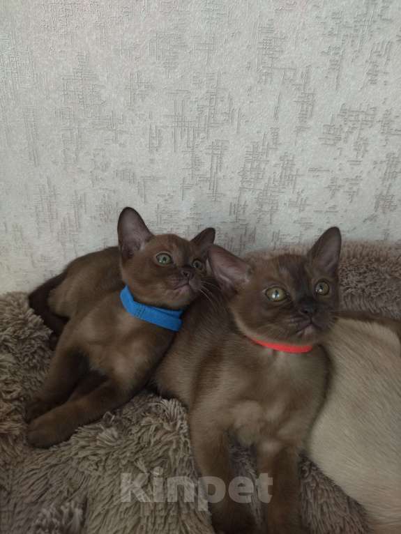 Кошки в Ковровом: Флер де лилу Венеция Девочка, 25 000 руб. - фото 6