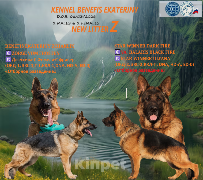 Собаки в других городах Краснодарского края: Щенки немецкой овчарки Мальчик, 60 000 руб. - фото 1